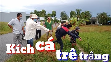 Kích cá trê trắng trên cánh đồng lúa