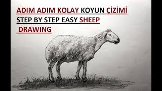 Koyun Çizimi / Adım Adım Karakalem Kolay Koyun Resmi Nasıl Çizilir?