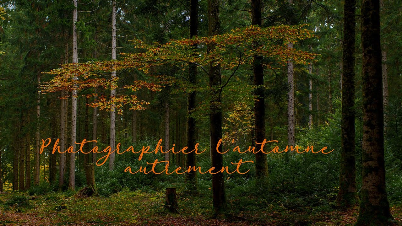 Mes propositions pour photographier l'automne "autrement"