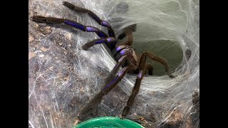 Chilobrachys sp  Electric Blue  rehouse and care