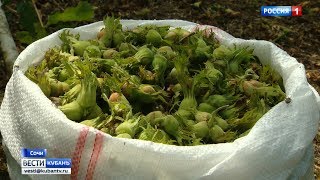 Аграрии Сочи приступают к сбору фундука Аграрии Сочи приступают к сбору фундука