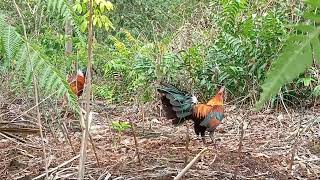 kesempurnaan yang mutlak mikat ayam hutan Kokok yang di cari pemikat