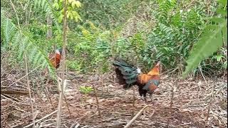 kesempurnaan yang mutlak mikat ayam hutan Kokok yang di cari pemikat
