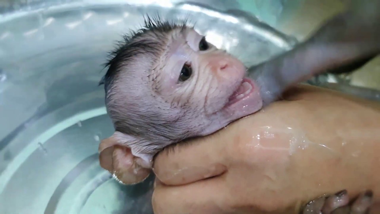 Super Crying Loud Baby Monkey Lori While Mom Force Her Take A Bath