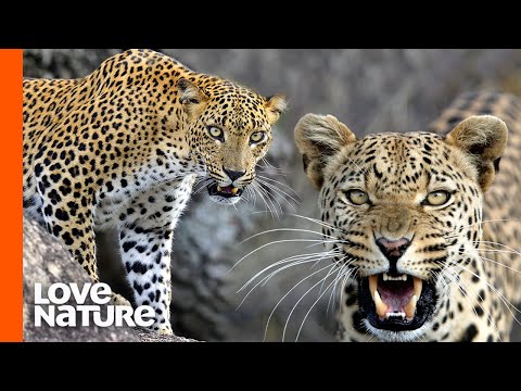 Two Rival Leopards Battle for Territory | Predator Perspective
