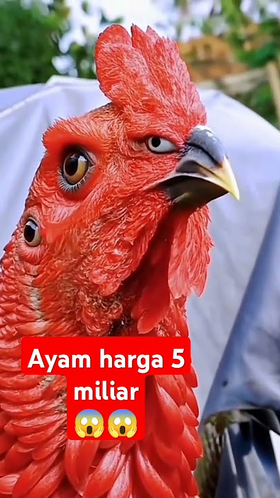 Ayam termahal didunia #shortvideo #ayam