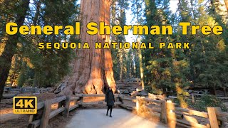 General Sherman Tree Trail: Hiking to The Largest Tree on Earth - Sequoia National Park [4K UHD]-USA