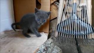 Cute little blue eyed cats are discovering the world - Grey Part1