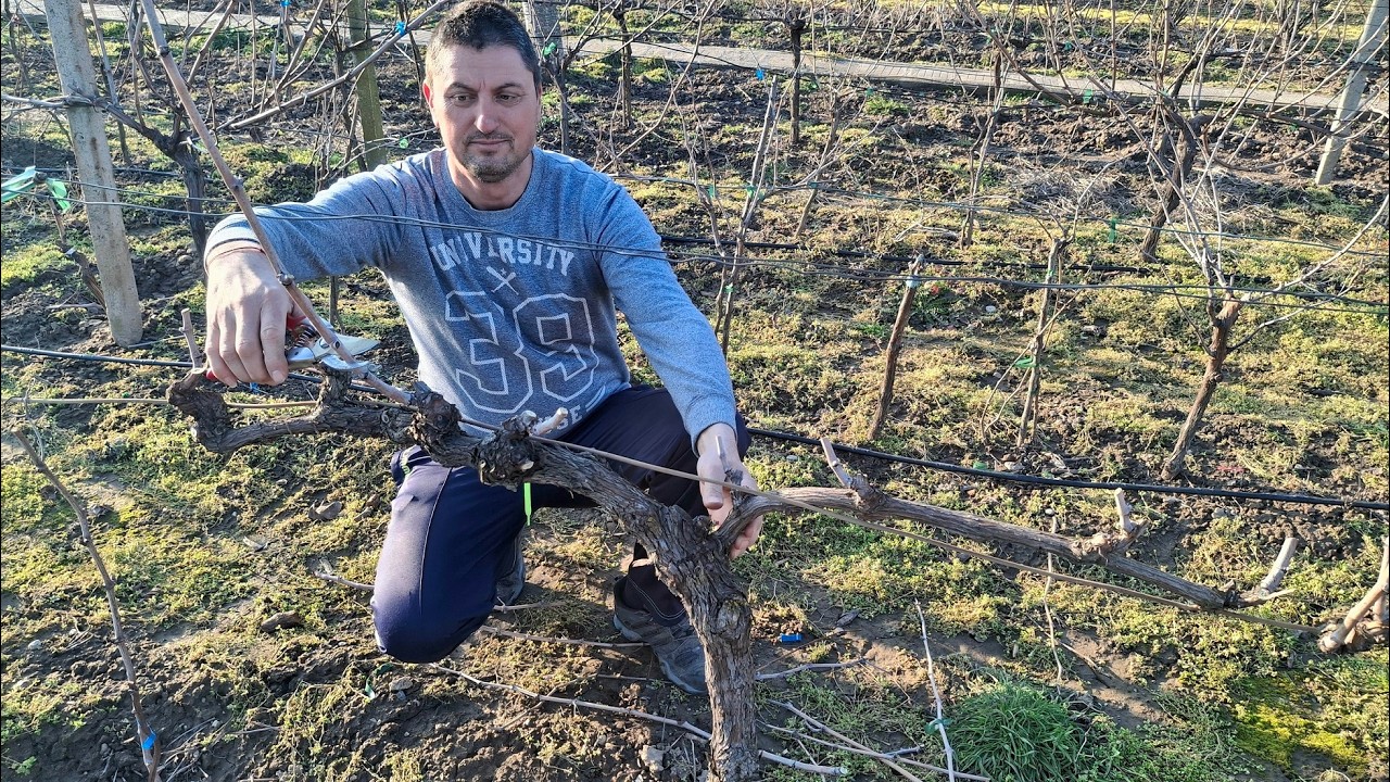 Обрезка винограда для начинающих: Короткая обрезка на сучки (Часть 1)