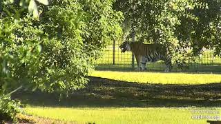Dutchess tigress is on vacation! -at Big Cat Rescue. part 3