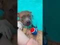 5 Reasons Why You Ll Regret Adopting A Pittie L The Dodo Dog Animals Pitbull 5 Reasons Why You Ll Regret Adopting A Pittie L The Dodo Dog Animals Pitbull