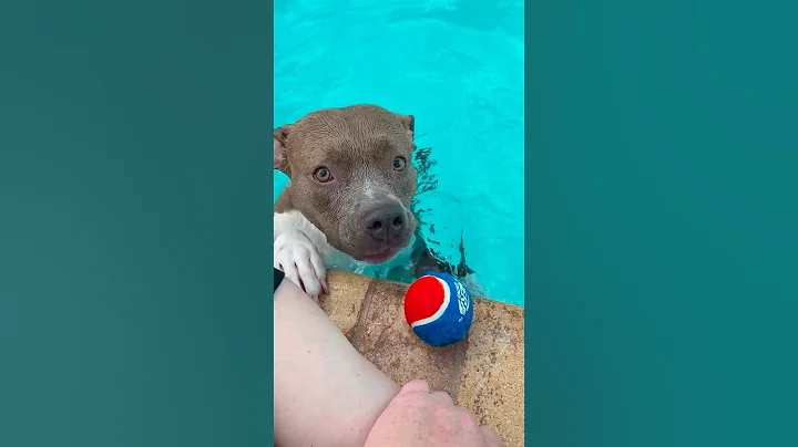 5 Reasons Why You’ll Regret Adopting A Pittie l The Dodo #dog #animals #pitbull