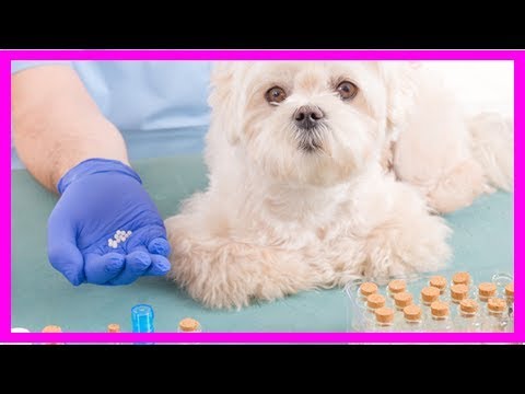 Video: Was Ist Das Beste Schmerzmittel Für Hunde?
