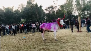 Cow Race In Bangladesh Pagla Guru Paglami Big Cow 2022