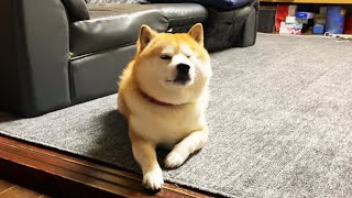 近くに来て欲しいときはへたっぴウィンクを披露する柴犬