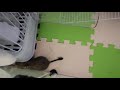 デグーの外付け2階建てケージお披露目