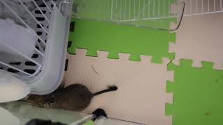 デグーの外付け2階建てケージお披露目