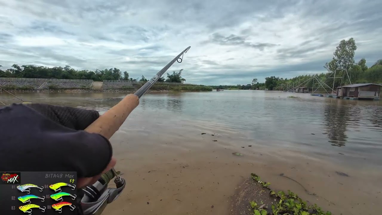 กระสูบยามเช้าหมายลำสะแทดลงแม่น้ำมููลกระดี่ Bitaจากน้า ￼วิทบาง ลัวล์#tf_fishing #กระสูบ #ตกปลา 