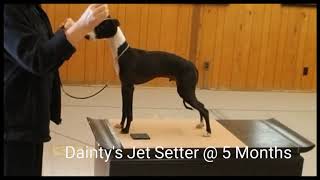 Italian Greyhound puppies at 5 months in the training studio practicing for a dog show