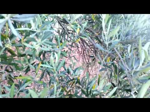 Video: ¿Por qué no crece mi olivo?
