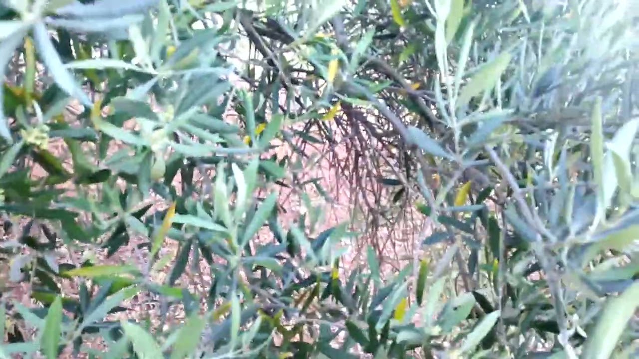 El porqué un olivo da, ONO cosecha.