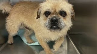 Bastrop County Animal Services introduces 'Pet of the Week' Bud | FOX 7 Austin