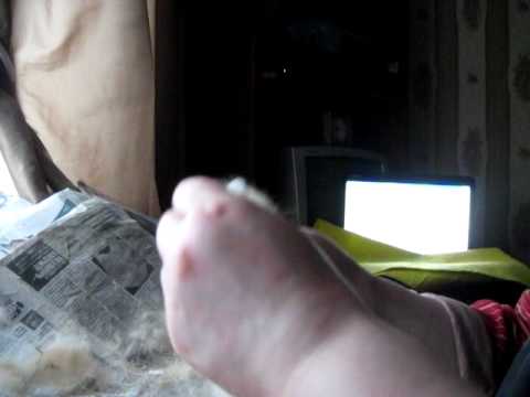 расчесывание шерсти перед прядением