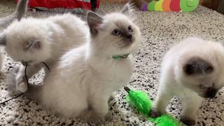 Regality Ragdolls ('A' litter) 9 week old kittens