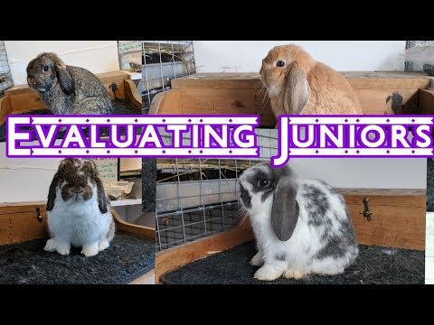 Video: Bunny tõu juhend: Mini Lop / Holland Lop Küülikud