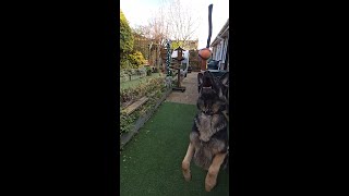GERMAN SHAPHERD SLOW MOTION PLAYING IN THE GARDEN by DOGS BEING DOGS 47 views 2 months ago 12 minutes, 8 seconds