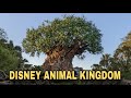 DISNEY - ANIMAL KINGDOM - FLORIDA