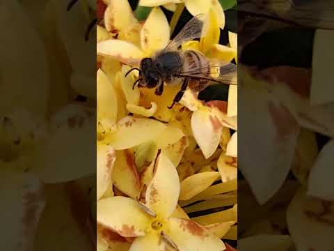 Abelha apis melifera