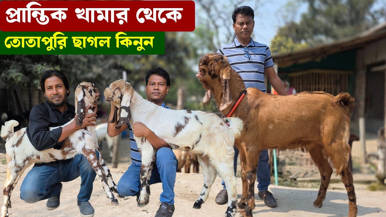 প্রান্তিক খামার থেকে তোতাপুরি বাচ্চা তোতাপুরী পাঠা ও ক্রস ছাগল দুধের ছাগল কিনুন Goat Farming