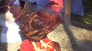 Rhode Island Red Rooster Crowing Profile