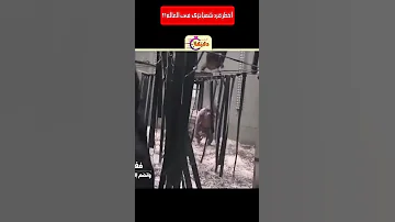 أغرب قرد شمبانزى فى العالم 