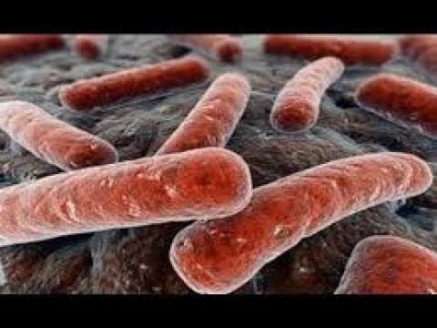 Vídeo: Quina és la reacció de Gram de Mycobacterium?