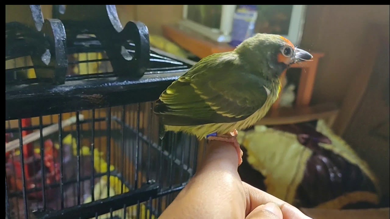 Burung Takur ungkut Takur gunung paud gacor 