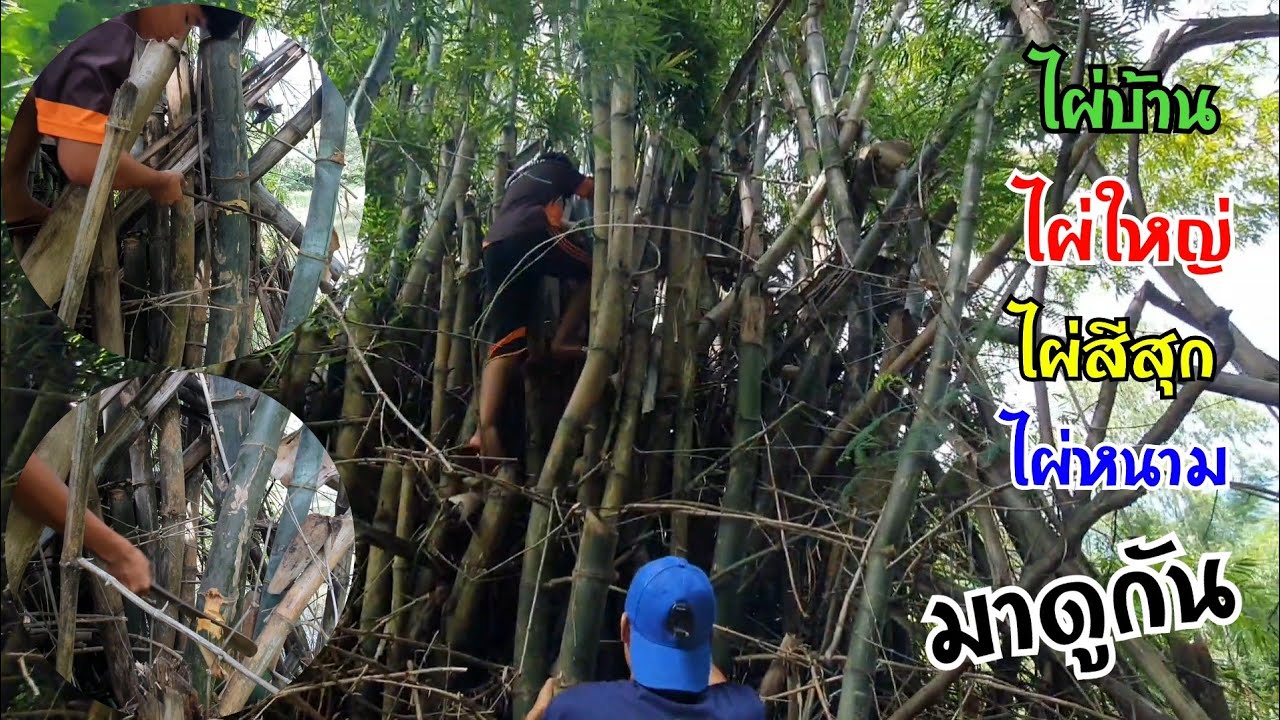 ตัดไม้ไผ่ทำว่าว ไผ่บ้าน,ไผ่ใหญ่,ไผ่หนามหรือไผ่สีสุก ไผ่อะไรกันเเน่มาดูกัน