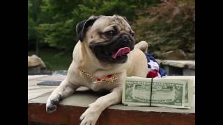 Millionaire - Doug The Pug