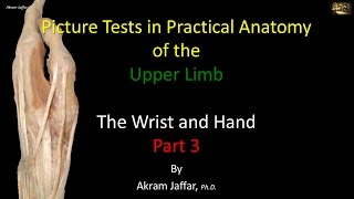 Picture Test in upper limb Anatomy Wrist and Hand 3
