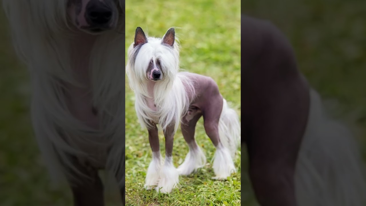 [DOG] 5 Extremely Rare Dogs You Might Not Have Heard Of