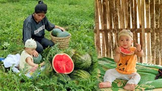 17 Year Old Single Mother - Watermelon Harvesting Journey & Mountain Farm
