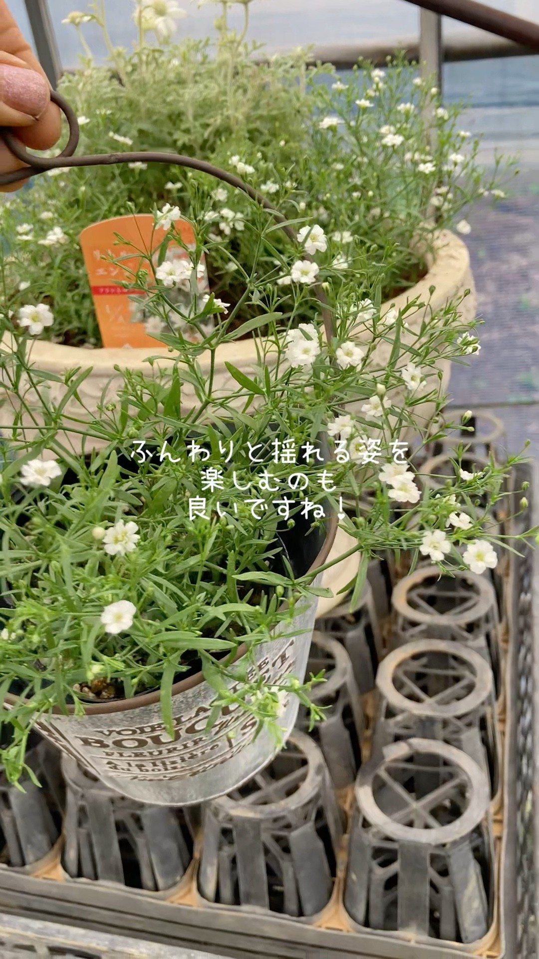 Gypsy Baby's Breath] [Gardening] [Flower Seedlings] Adorable dwarf