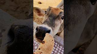 Bholi Si Kapila😂😂/#shorts #cow#cowshorts #cowvideos #animalontheway#funny #gaai #cowlover #funnyreel