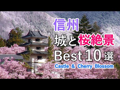 信州・長野県の桜名所！城と桜絶景ベスト10選 / 松本城・高遠城址・高島城・上田城など / 10 Best Castle and Cherry Blossom in Nagano, Japan