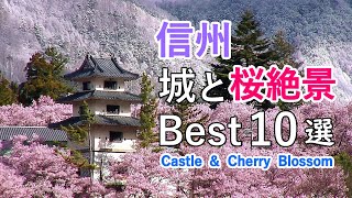 Top 10 Best Castle and Cherry Blossom in Nagano, Japan