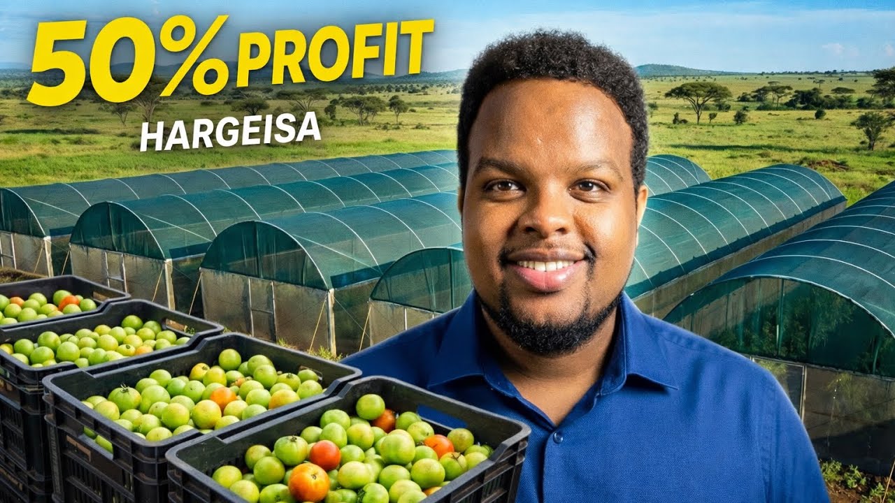 QOFKII LACAG RABA SIDAN HA U MAALGASHADO BEERAHA - Bayruux Commercial Greenhouse farming
