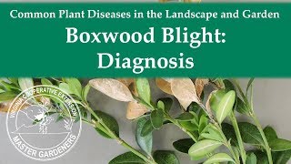 Boxwood Blight: Diagnosis
