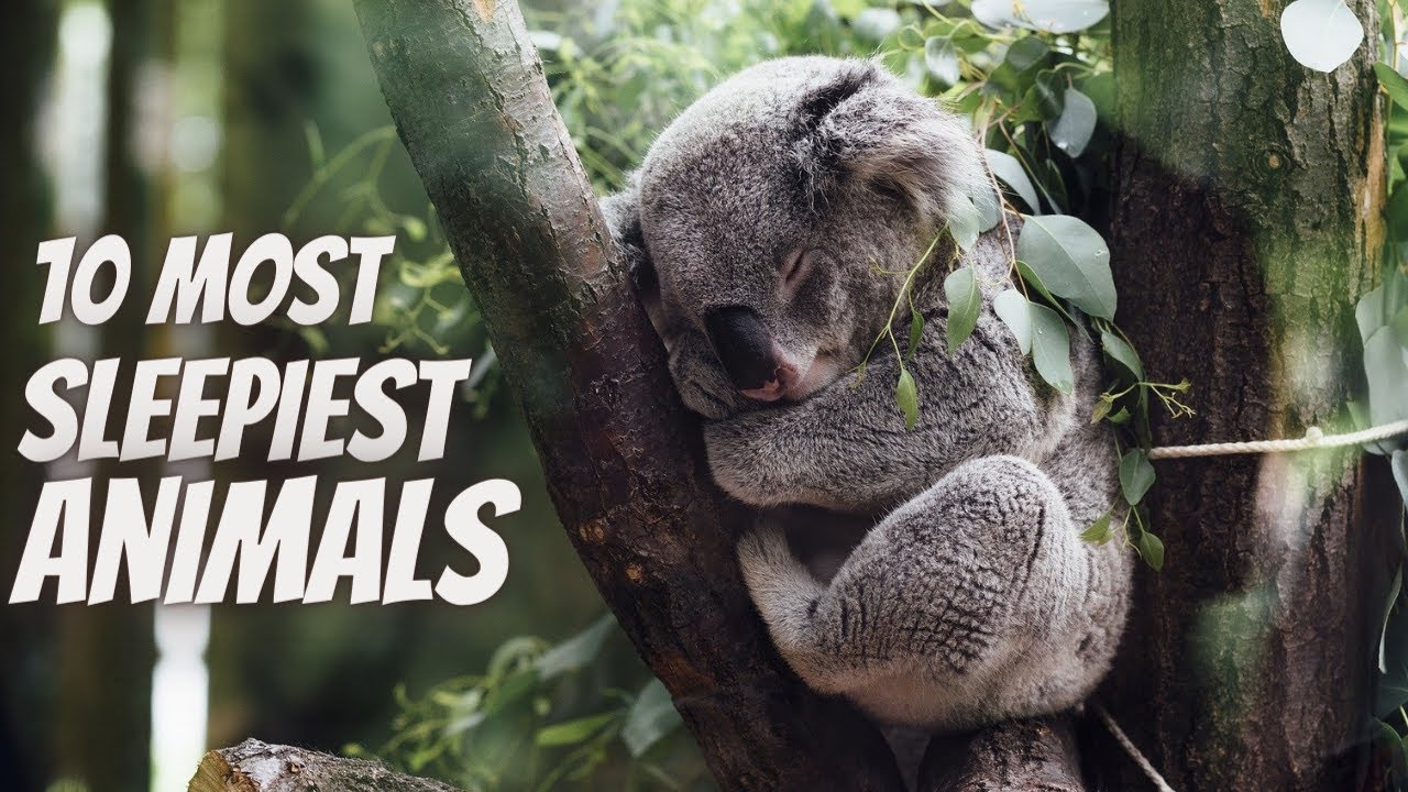 Top 10 Longest Sleeping Animals on Earth - Which Animal Sleeps the Most ...