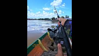Download Lagu Fishing for river sharks using kucur bait yt kahayan #fishing #baung fishing #fishing MP3
